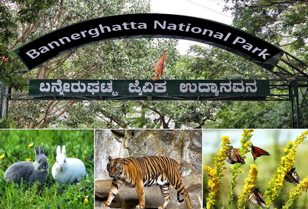 Bannerghatta National Park: best places to visit in Bangalore