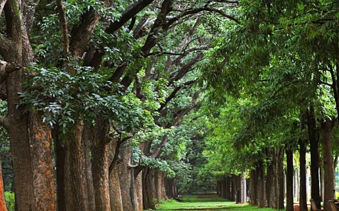 Cubbon Park: best places to visit in Bangalore